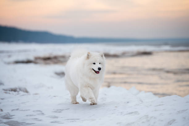 istock Samoyed white dog is running on snow beach in Latvia 1301532130