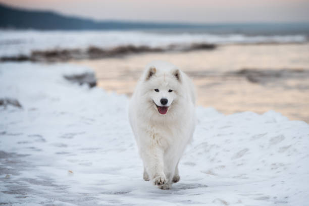 istock Samoyed white dog is running on snow beach in Latvia 1301532139