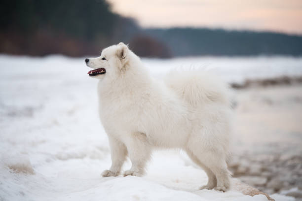 istock Samoyed white dog is on snow Saulkrasti beach in Latvia 1301532170