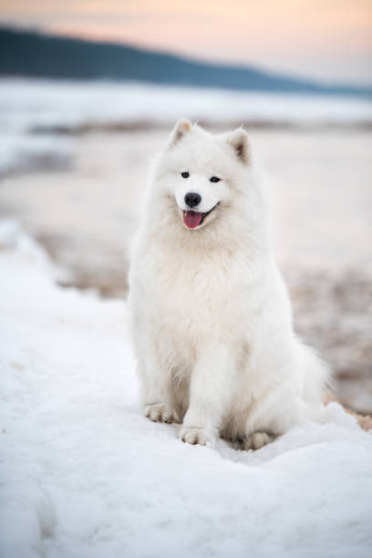 Samoyed white dog is on snow Saulkrasti beach in Latvia stock photo