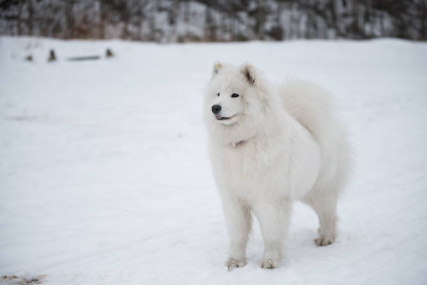 istock Samoyed white dog is on snow Saulkrasti beach in Latvia 1301532189
