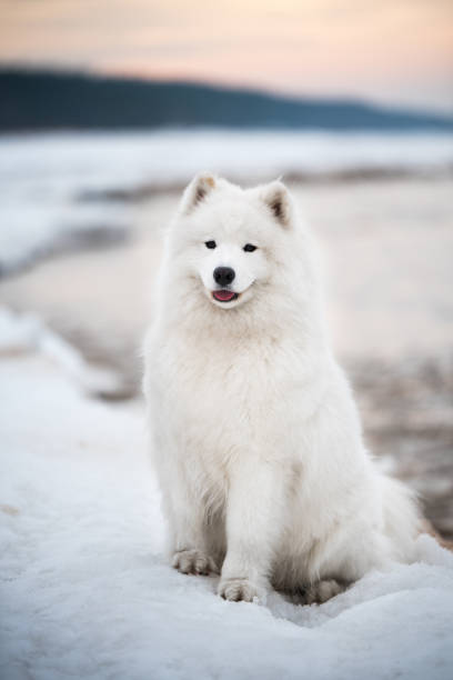 istock Samoyed white dog is on snow Saulkrasti beach in Latvia 1301532780