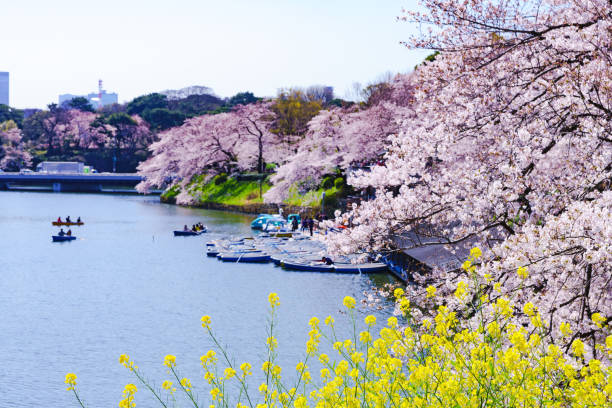 istock Spring time in Tokyo Japan 1301532887