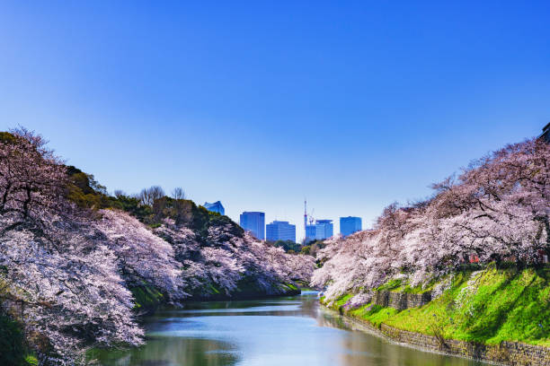 istock Spring time in Tokyo Japan 1301532888
