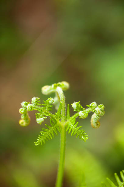 istock Curled fern leaves growing. 1301534281