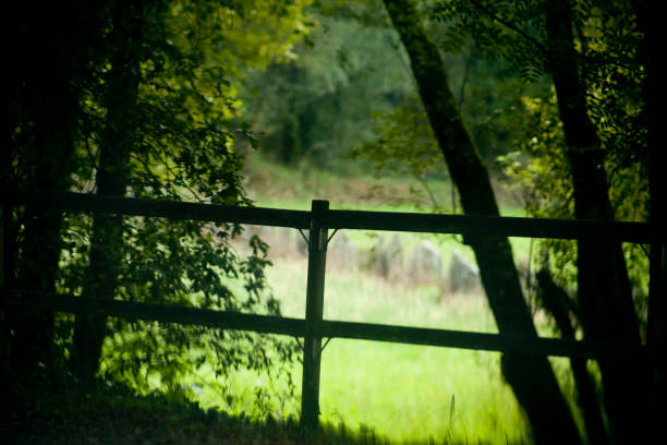 Wood railing, tree trunks backlit, green landscape. Camino de Santiago, Galicia, Spain.