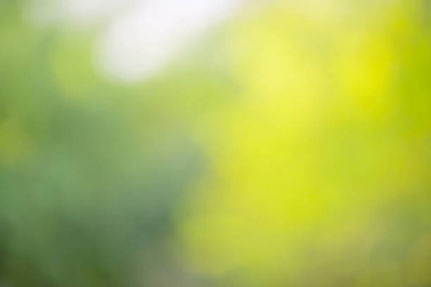 istock Abstract blurred nature background with bokeh for creative designs. Green leaves bokeh out of focus background from nature forest. 1301535823