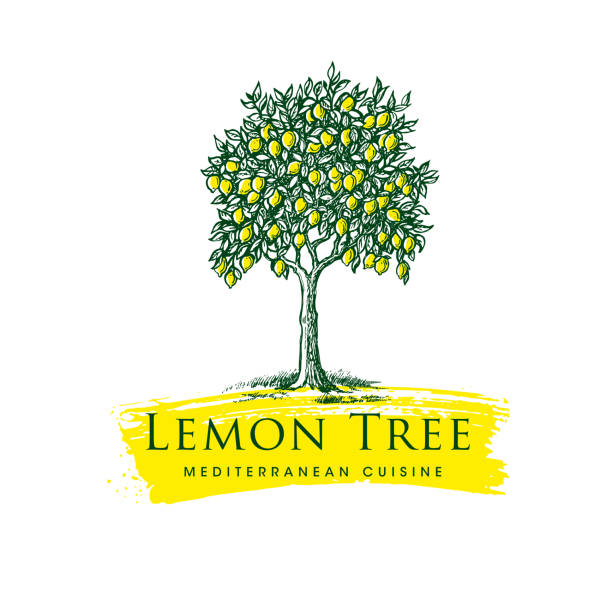 Lemon Tree Mediterranean Cuisine Organic Handmade Sign Concept. Fresh Local Farm Lemonade Fruit Craft Illustration vector art illustration