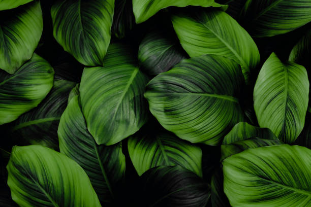 istock Tropical green foliage leaf on dark background in natural rain forest. 1301536928
