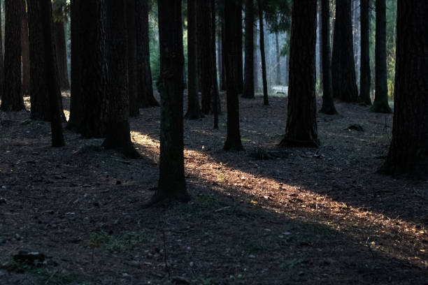 istock Ray of sun in a dark dense forest 1301538133