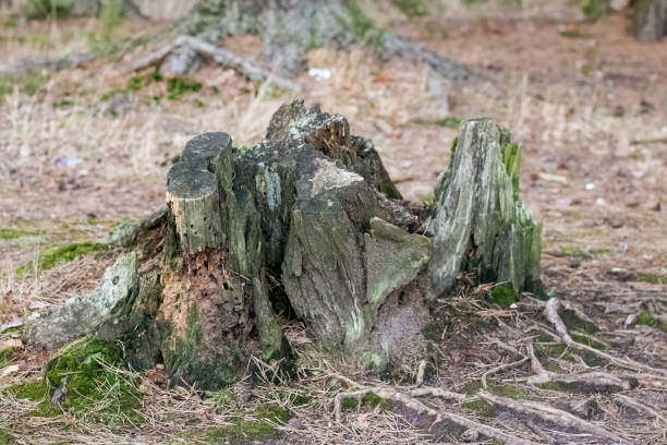 istock Old ruined stump in the autumn forest 1301538346