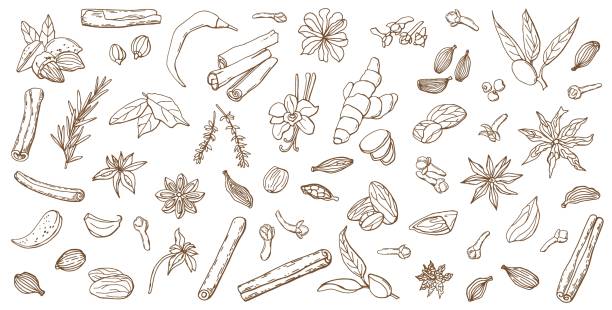 Linear set of various spices. Line art. White background, isolate. Vector illustration. Linear set of various spices. Line art. White background, isolate. Vector illustration. star anise stock illustrations