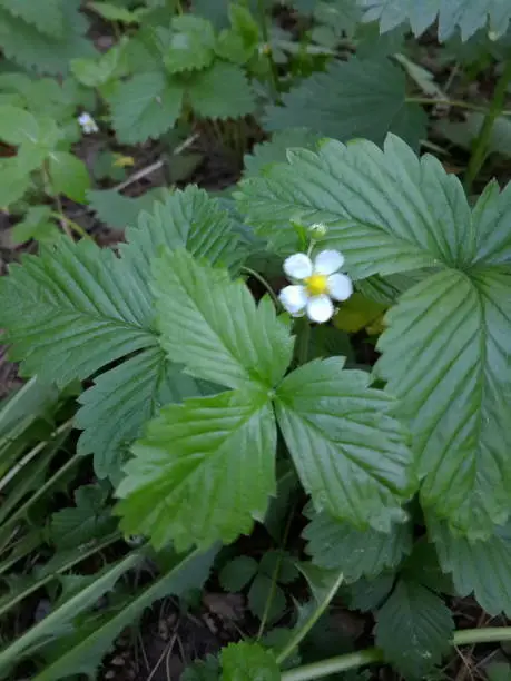 Photo of Wild strawberry