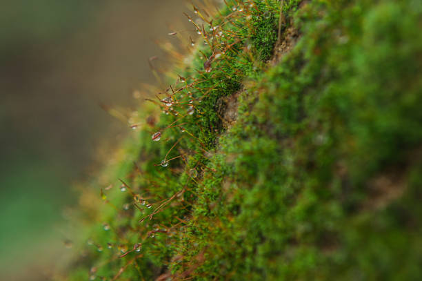 istock moss in water droplets after rain. selective focus 1301539838