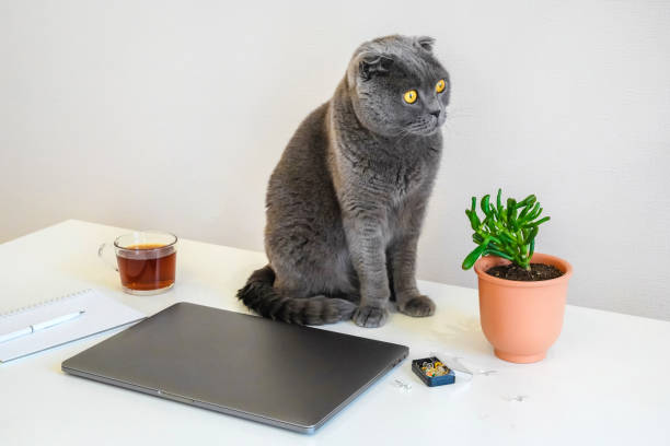 istock A Scottish fold cat sits on a white table next to a laptop 1301539878