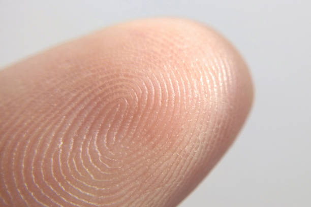Close-up of fingerprint texture of finger skin macro photography stock photo