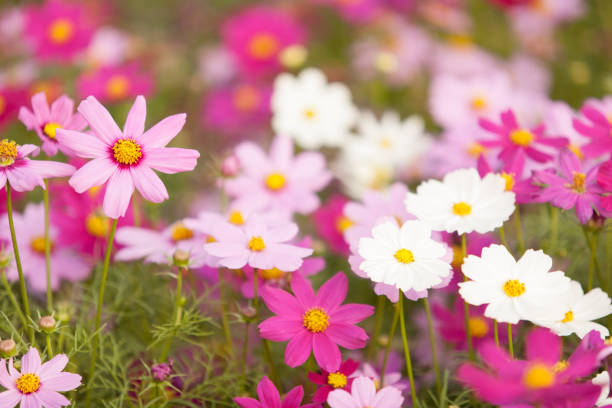 istock Cosmos flowers in the garden. 1301541057