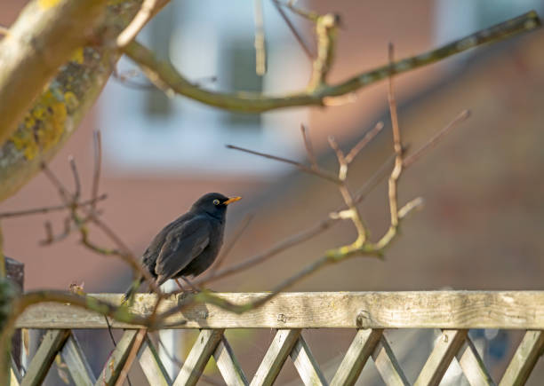 istock Blackbird on a garden fence 1301542003