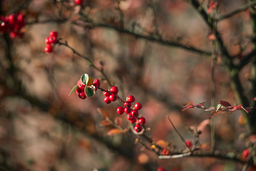 Berries on a cotoneaster plant on a Winter's day in England.