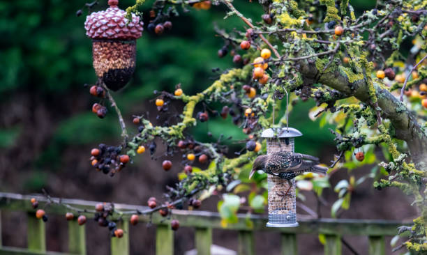 istock Starling on a bird feeder 1301542259