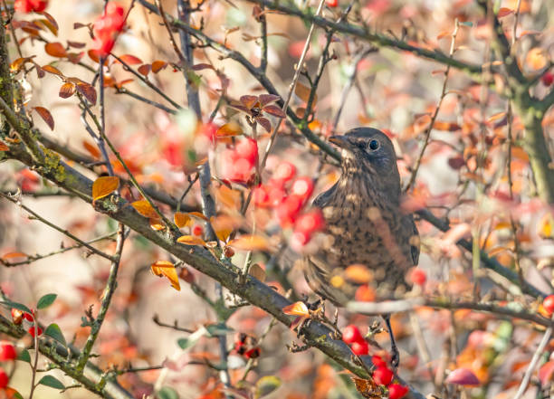 istock Juvenile blackbird eating berries on a cotoneaster plant 1301542270