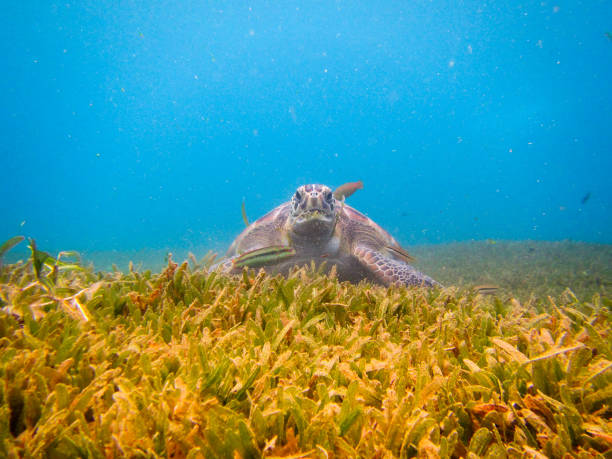 istock An aquatic green turtle that eats seaweed 1301542334