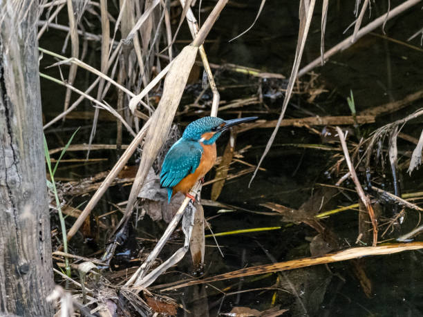 istock Common kingfisher in reeds and brush 2 1301543873