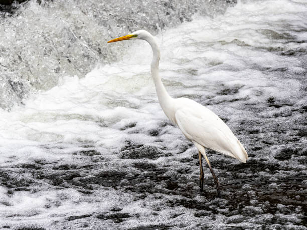 istock Great Egret fishing in Katase River 2 1301544063