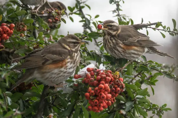 Flock of Redwing birds eating Firethorn berry's during there winter migration