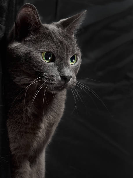 istock Dark gray cat on the black background 1301547731