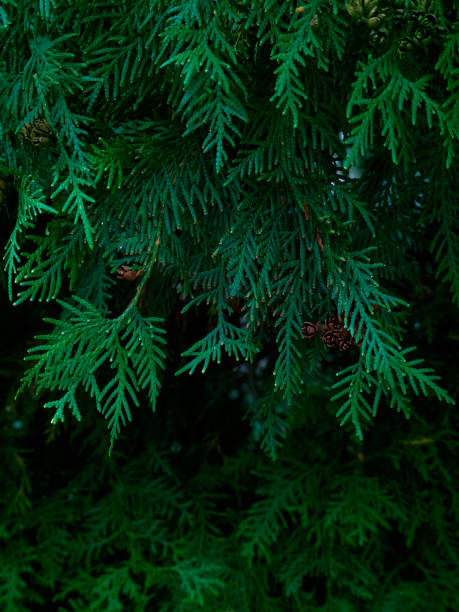 istock Closeup of green thuja leaves. 1301548438