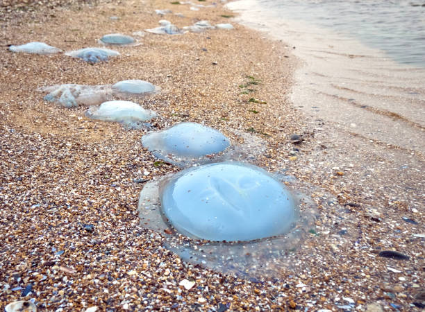 istock Jellyfish on the sand 1301548985