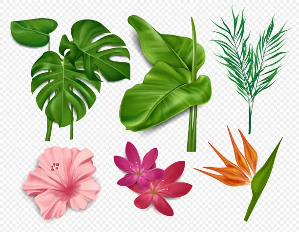 Vector illustration of Elements of tropical flowers, palm leaves, hibiscus, lotus isolated on transparent background. Hawaiian sea flowers, floral elements. Vector illustration