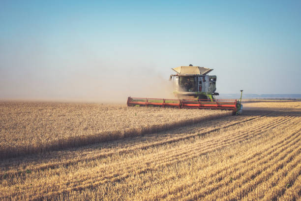 istock Combine harvester in the field. 1301550443