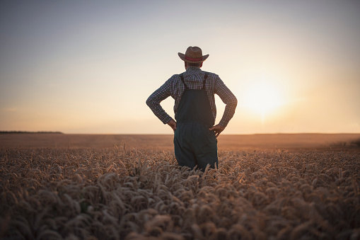 Rear view of farmer standing in agricultural field at sunset.