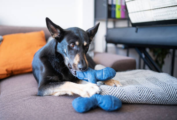 Portrait of a dog playing with a toy. Shot of a dog relaxing on the sofa while playing with a toy. huge black dog stock pictures, royalty-free photos & images