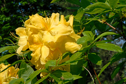 Yellow flowers of Rhododendron