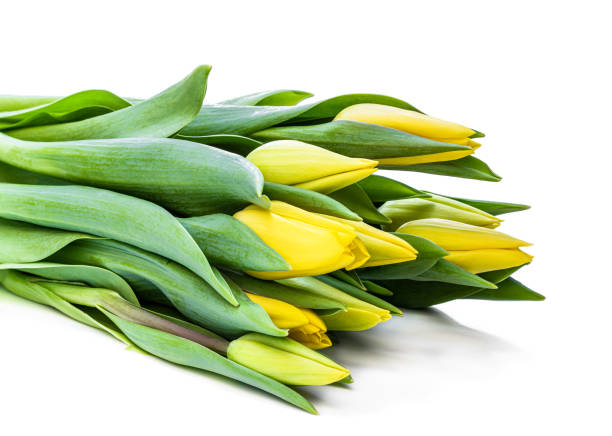 istock Bunch of yellow tulips isolated on white background 1301552379