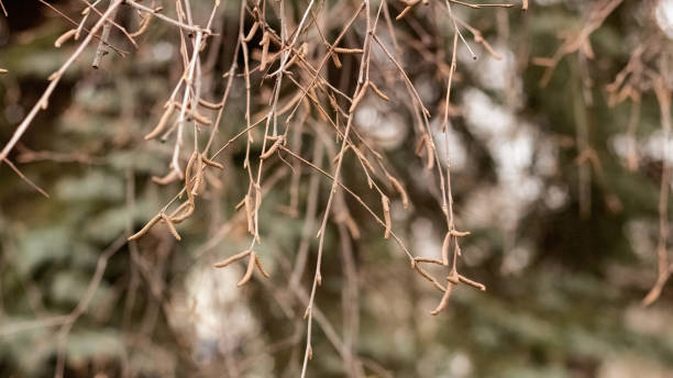 istock Dry tree branches in the autumn park 1301553102