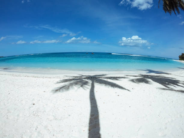 istock Shadow of a palm tree on the tropical beach in Indonesia 1301554358