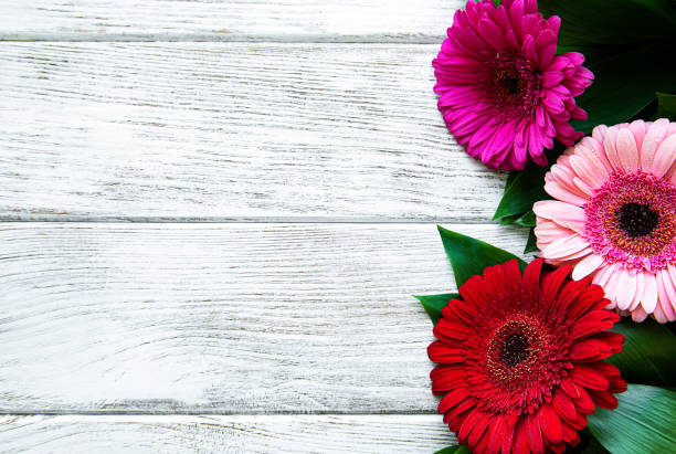 istock Bright gerbera flowers on a white wooden background. 1301555164