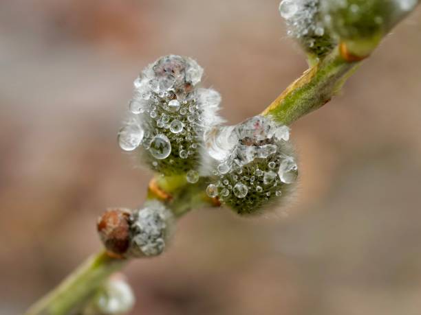 istock Salix caprea, willow catkin with rain drops. 1301556245