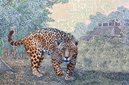 Jaguar from Mexican money