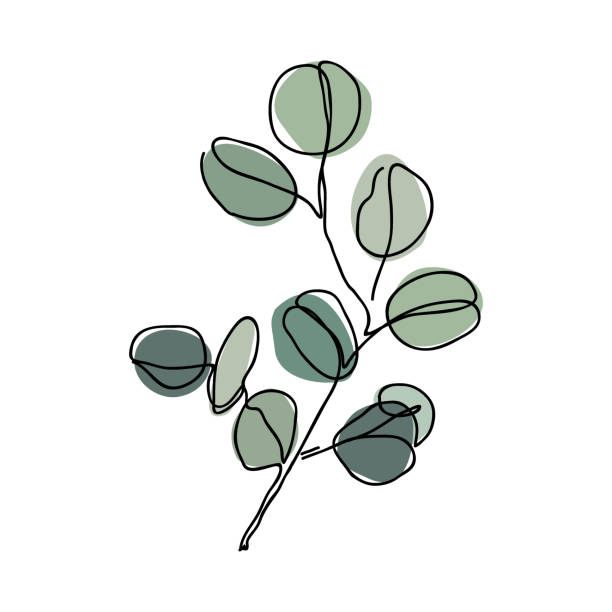 illustrations, cliparts, dessins animés et icônes de branche d’eucalyptus dans le modèle moderne d’art simple de ligne. dessin en ligne continue, contour esthétique pour la décoration, affiches, art mural, sac à main ou t-shirt, autocollant. logo floral ou illustration de vecteur d��’icône - arbre de jade