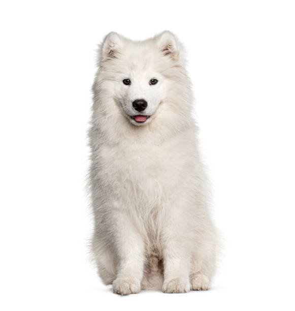 istock White Samoyed dog, sitting and panting, isolated on white 1301558517
