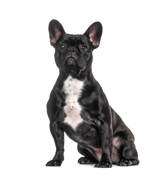 istock French bulldog black, sitting, isolated 1301558520