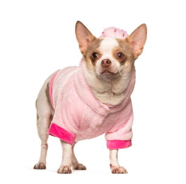 istock Chihuahuawearing a pink shirt, isolated 1301558529