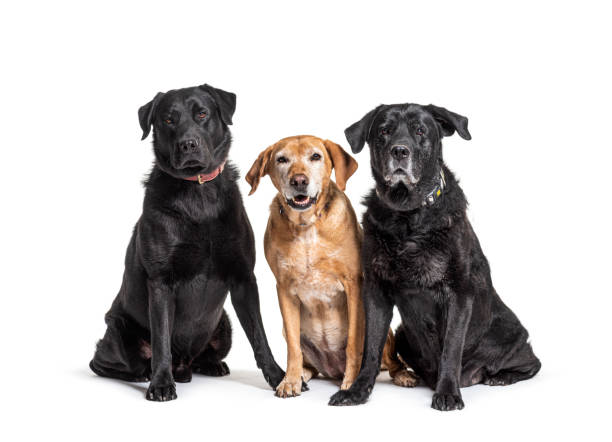 grupo de perros labrador retriever, aislados en blanco - group of dogs fotografías e imágenes de stock