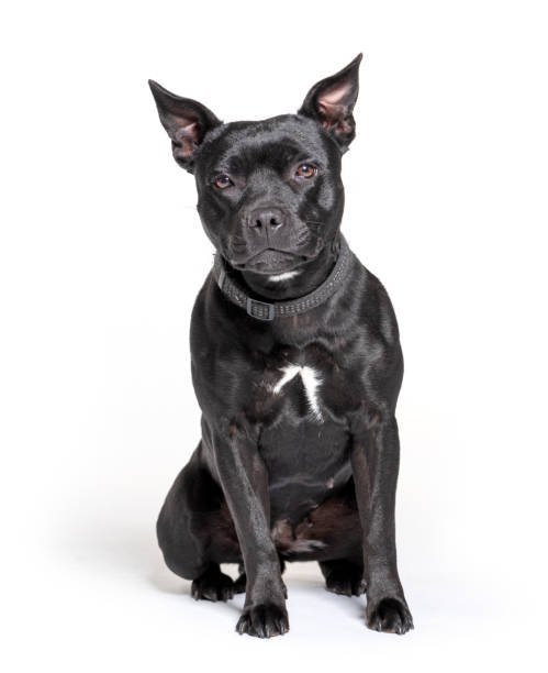 istock Black American Staffordshire terrier isolated on white 1301558865