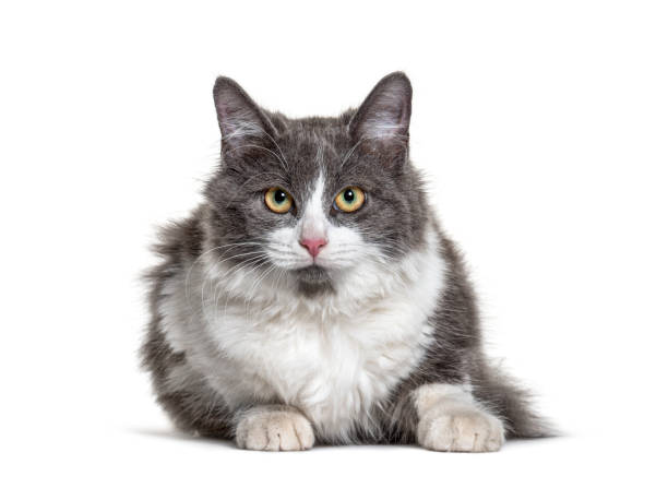 istock Kitten Crossbreed cat white and grey lloking at the camera 1301558869